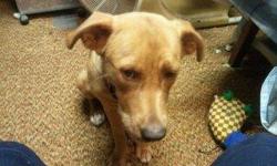 this yellow lab mix is approx 8 months old, up to date with all shots,spayed,& on flea/heartworm med.
needs room, is very playful & needs &nbsp;owner to to play with. we are too old to manage this strong dog.
excellent watchdog.
call --