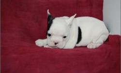***Gorgeous French Bulldog***;This Frenchie Is Priced At 50% "OFF" The Regular Price;Now Only:-$899-Plus*. Must See!!!(9) Weeks Old;Pup's weight Only (3-Lbs); Pedigree Papers;Up To Date Shots And Deworming;Florida Health Certificate; (1) Year Warrantee ON