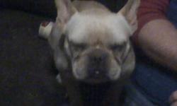 i have a 2 yr full blooded french bulldog male he is reg not i didnt have the papers he is very sweet and loveable