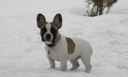 Beautiful AKC, fawn pied French Bulldog for sale. 18 months old, female, fun personality!