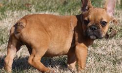 CKC REG FRENCH BULLDOG MALES. FAWN WITH BLACK MASK. BIRTHDAY 08/31/12. THEY ARE SWEET AND WELL SOCIALIZED. THEY WILL COME WITH A 1 YEAR HEALTH GUARANTEE AND ARE UTD WITH SHOTS AND DEWORMING. SHIPPING AVAILABLE FOR AN ADDITIONAL $350.