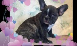 I have 3 Female French Bulldog Puppies for sale. They are ACA registered, up to date on vaccinations and dewormings and ready for their new loving home. Please call --