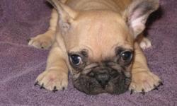 Ivan?s Puppies has been breeding and training puppies for over 30 years.&nbsp;Our hard work has been paying off, as now we are proud to be breeding French Bulldog litters with excellent quality, with little to no health problems and good temperaments.