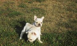 AKC FRENCH BULLDOG PUPPIES one male and one female Cream born 17th july
will ship ask for more pictures 270-234-1188 after 4 pm