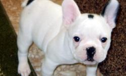 Cherrishabull Kennel now has Frenchies for sale. Only 2 left! White with black spots with pedigrees, AKC papers, all shots, wormings, 2 year health guarantee, medical records and more! Raised in our home with lots of love and what we think is the best