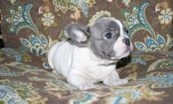 We have two males available for $1,200 and one female for $1,800. We also have a blue pied for $3,000. All are AKC registered with a one year health guarantee.&nbsp; Please visit the website at www.bluebloodfrenchies.com or call --