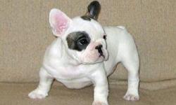 French Bulldog puppies available. Champion bloodlines. All pups are AKC registered. Come with current vaccinations, dewormings, health guarantee, Certificate of Health from Vet.