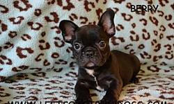 &nbsp;
Berry
AKC Registered&nbsp;
Black
Male French Bulldog&nbsp;
Shots are current&nbsp;
D.O.B &nbsp;10-1-2012&nbsp;
$2,100&nbsp;
&nbsp;
French Bulldogs for sale in Northern California --
&nbsp;
LeftCoastBulldogs.com English Bulldog puppies for sale in