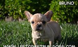 &nbsp;
Bruno
AKC Registered&nbsp;
Cream colored
Male French Bulldog&nbsp;
Shots are current&nbsp;
D.O.B &nbsp;9-10-2012&nbsp;
$2,100&nbsp;
&nbsp;
French Bulldogs for sale in California --
&nbsp;
www.leftcoastbulldogs.com
&nbsp;
Joe --
&nbsp;