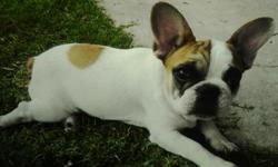 "Rocky" is a playful, loving, one year old French Bulldog puppy. He is strikingly colored piebald, fawn and white. He has a nice pedigree with 15 champions in his line. He is potty trained and looking for his new family. Rocky has been vet examined and