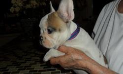 Details forFRENCH BULLDOG PUPPY FEMALE VERY SMALL FULL AKC 786-246-7715
Address:9841 SW 47 ST., Miami, FL 33165 (map) Date Posted:01/19/11
Age:Baby
Gender:Female
Offered by:OwnerDescription
SMALL LOVE IS "VERY MINI" GIRL. SHE IS FULL AKC
VERY NICE. SMALL