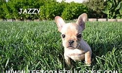 &nbsp;
Jazzy
AKC Registered&nbsp;
Cream colored
Female French Bulldog&nbsp;
Shots are current&nbsp;
D.O.B &nbsp;9-10-2012&nbsp;
$2,200&nbsp;
&nbsp;
WWW.LEFTCOASTBULLDOGS.COM
French Bulldogs for sale in Northern California --
&nbsp;
LeftCoastBulldogs.com