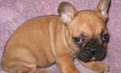 Welcome to Ivan's English Bulldogs, French Bulldog, and Bull Terrier Puppies! We have been breeding and training puppies for over 30 years. My family & I started out several years ago by importing from Europe beautiful Bullies for breeding. Since then, we