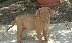 Stellar Dogue de Bordeaux has a new litter! AKC reg. French Mastiff puppies are now almost 6 weeks old. We have 5 males and 3 beautiful females. Pups vary in color from fawn to red but all have white on their chest. Both our male and female are imports,