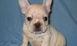 Nice ***French-Bulldog***:-This Pup Is Priced At 50% Off The Regular Price;Now Only $499-Plus;Must See,Pup's Weight (12-Lbs); Up To Date Shots And Deworming; Microchip With Pups ID; Florida Health Certificate; (12) Weeks Old; (1) Year Warrantee On
