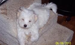 Cute CKC registered Male Maltese puppies. Been vet checked and ready to go at anytime.