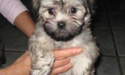AKC Havanese Puppies For Sale - $500(males) / $700(females) OBO.
There are 4 males (brown, white, white & brown, and black) and 3 females (white, brown, white & brown).
Already had a vet check, first shot and taken deworming medication.
Comes from a