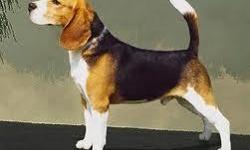 Beautiful young full blood Beagle Dog. Trained rabbit/deer dog. Rescued by Barry Davis in Dibervilled. Barry rescues dogs and finds homes for them. This is a very special dog. Beautiful face, young and healthy. For loving family (FREE).