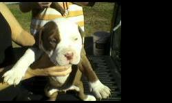 2 females, red & white, w/blue eyes, 1female black, w/blue eyes. and the mamma dog, they are Full Blood Bullys. To good homes only! my number is 1580-721-9133.. Thankz have a good day!!