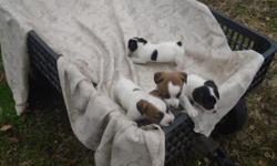 Full blood jack russell puppies born on 9/27/12.&nbsp; The puppies have short hair, short legs and tails clipped and have been wormed and had first shot.&nbsp; Have 2 brown/white females and 2 black/white males.&nbsp; Ready for their new home.&nbsp; Call