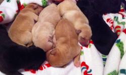 We have a litter of full blood lab puppies. Born on 12/6/12. We have 3 yellow females, a yellow male, a black male, &a black female. They will be dew-clawed, dewormed, and will have thier first round of shots before leaving for their new homes. Father is