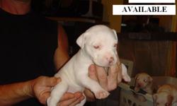 We have 2 Solid White and 1 all white with a small brown patch over her eye. They are all females, no males. They are ready for a new home NOW!