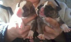 Full blooded puppies for sale just in time for christmas they will be ready December 22 if interested please call or text -- or call -- or email lady_rebel_29_2005@yahoo.com