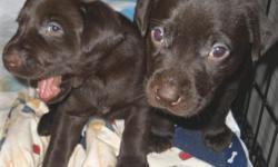 I have 2 female chocolate lab puppies left. There Dad is AKC black lab , And mother is A full blooded chocolate lab.
I am asking 200.00 each. They have been wormed .
937-361-2864