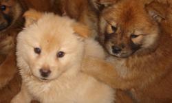 These chow puppies are very sweet tempered. They love to be petted and played with. They are meant to be family pets, not to be used as fighters. We have 4 red females left. Email fixxer at excite.com (without spacing) if interested. We can also send