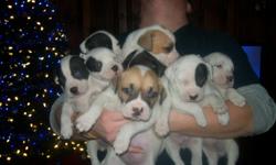 hi.
i have full blooded colby block head pittbulls for sale. i have 4 females and 1 male left.thay will be ready for there new homes on 01/02/2011 as thay will be 8 weeks old.thay will have there first shots and wormed. i want them to go to good loveing