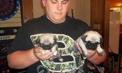pure blooded fawn pug puppies for sale. 2 females and 2 males.parents on sight.very loveable and been held from day one .i been raiser of pugs and have 4 of them they are all very nice dogs.small dogs and good for little lap dog and inside only due to