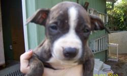 Full breed American terrier pitbulls, 14 weeks . They have shots so far and have been wormed,papered. These pups are loving friendly and great around the kids.4 females left. 1 tan and 3 Brindles with white markings