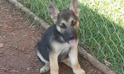 Fullblooded German Shephard Puppies for sale. 3 females and 2 males. They were born on July 18th 2012. They have been wormed 4 times and have had their first 7n1 with parvo shot. We have both parents on site. We are only asking 150.00 to cover the cost we