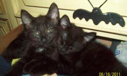 Hi all! I have 2 kittens up for adoption. They were born April 10, 2011. I have 2 females that are black/chocolate; one having white markings here & there.(2 total) They are free to a STABLE, LOVING home. This is our 4th & LAST litter & I must say they