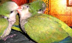 I have a lot of quakers ,diferent age and sex,all hand fed since birth.These birds are exelent for pet,they talk very much all depend how much you can teach them and they beging talking at 6 month of age , funny,playful,loving with children ,their