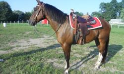 Bay, white stockings, black mane and tail.&nbsp; Has had training, very striking, 15.5 hands tall.&nbsp; Needs more training and attention but very friendly, almost too friendly, and likeable.&nbsp; Registered solid paint.&nbsp; Dam was quarter horse,