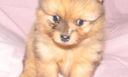 Geogious and well trained pomeranian puppies for a good home,they are vet check,registered/registerable, Current vaccinations,
Veterinarian examination, Health certificate, Health guarantee they are very
social with every one and love to play with kids
