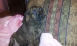 German mastiff puppies, tails docked, dew claws removed, shots, wormed, vet checked, all puppies will go home with care package. Brindled and black and brindle. Please call 5617762000
