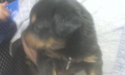 Male German Rottweiler Puppy , Born July,19th 2010, dew claws, Tale already Docked, already had first shots ready to go
# 561-784-1302 trumelodikrecords@yahoo.com 300.00 o.b.o