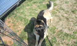 i have a one year old male german shepard born april 26 2010. he is black and tan(looks just like the police dogs) he is great with small kids and provides great protection. i have his ckc paperwork but never mailed it off. he is house trained and knows