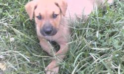 German Shepard/Chow mix puppy 10 weeks old. Re-Homing fee $100 O.B.O. Has has shots and been dewormed. Make this male puppy a Christmas gift for your loved one.&nbsp;TEXT only please - . Thank you!