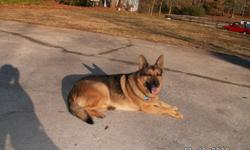 AKC Reg German Shepard puppies 9wks on 1/10/11 4 female Sable 2 male Blk&tan Call for new Pictures of the pups 770-301-8057