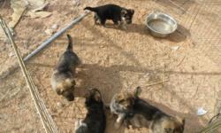 FULL BLOOD GERMAN SHEPARD PUPPIES FOR SALE. BORN DECEMBER 18,2010. READY SATURDAY JANUARY 29, 2011. 3 MALE 2 FEMALE. MOM AND DAD ON SIGHT. FOR MORE INFORMATION CALL JENNIFER 432-770-2706, OR KENT 432-269-8433.