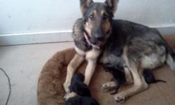 SELLING ONE PURE BREED GERMAN SHEPARD FEMALE PUPPY..SHE IS12wks OLD now and IS ready to leave..FEEL FREE TO CALL OR TXT FOR MORE INFO OR PICS.I will post up sum pics of both of the parents..for more info/pics call/txt 956-246-5728