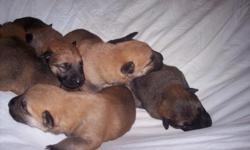 EIGHT PUPPYS ,MOM N DAD ON SITE, FIRST SHOT GIVEN NO AKC PAPERS