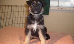 pups are 8 weeks old father has papers an german blood lines.very big! mother is shepard also parents on site.pups are located in lancaster ca.
