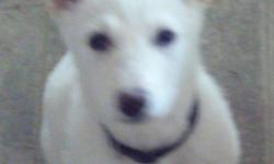 2 White female German Shepard puppies. These two sweet little darlings are potty trained. They have had first shots and and have been wormed. They have been raised around a loving family with children and other dogs. They will make a great companion and