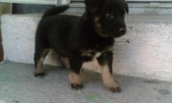 i have puppy German Shepperd female and male asking 200 for each 909 913 946