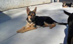 I have Beautiful German Shepherd puppies pure breed 4 months old vaccinated and dewormed. Born on June 27,2010. Their sweet loving and intelligent puppies who are family raised pups.Absolutely gorgeous $650 going on fast there are 3 left. Price is our