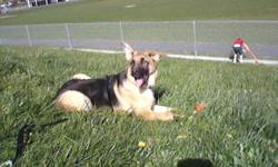 I have a Beautiful 6 month old Purebred papered German Shepherd up for adoption. He is great with kids ages 4 and up I would suggest no younger kids then 4 years of age. He does not bite but loves to play. He is fully regestered and is a great family dog.